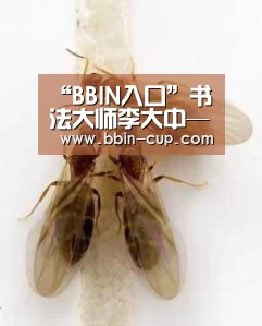 BBIN入口